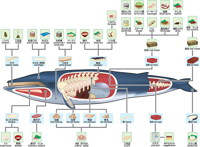 捕獲された鯨は無駄なく発揚された